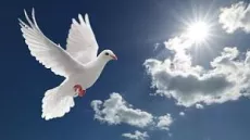 Möwe
